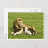 Carte Postale Lion et agneau (Devant / Derrière)
