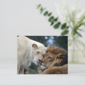 Carte Postale Lion et Lion (Debout devant)