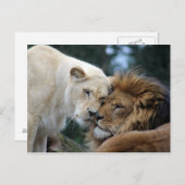 Carte Postale Lion et Lion (Devant / Derrière)