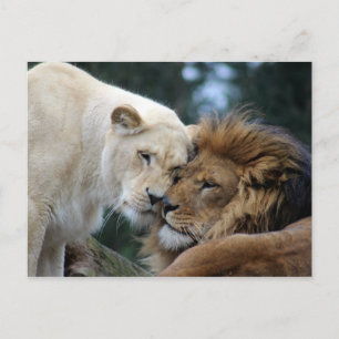 Carte Postale Lion et Lion