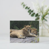 Carte Postale Lion et Lion (Debout devant)