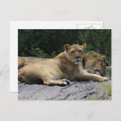 Carte Postale Lion et Lion (Devant / Derrière)