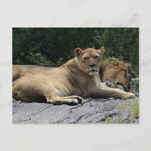 Carte Postale Lion et Lion (Devant)