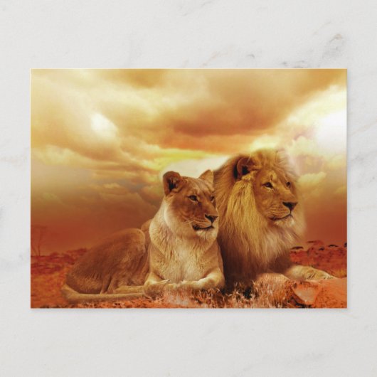Carte Postale Lion et Lion (Devant)