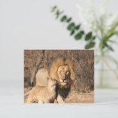 Carte postale Lion et Lion Cub (Debout devant)