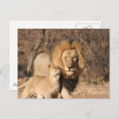 Carte postale Lion et Lion Cub (Devant / Derrière)