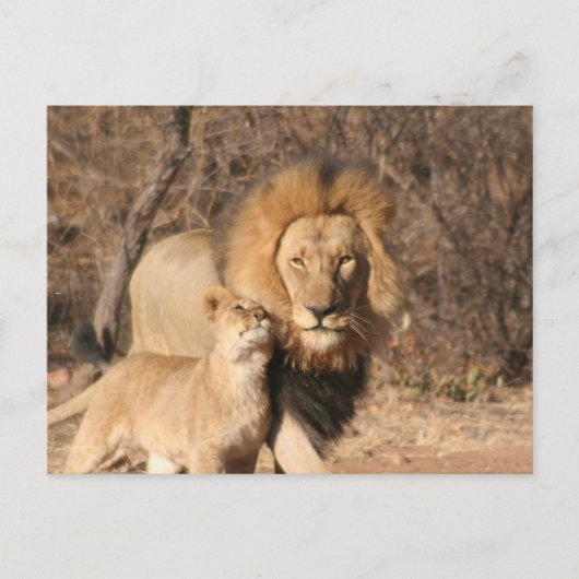 Carte postale Lion et Lion Cub (Devant)