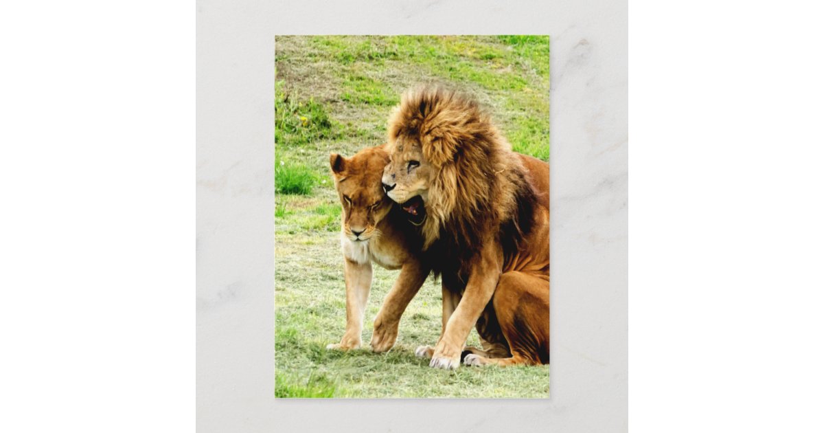 Carte Postale Lion Et Lionne Maman Amour Zazzle Be