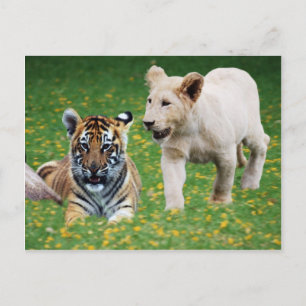 Carte Postale Lion et tigre en jeu