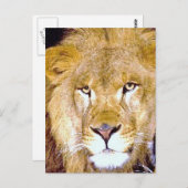Carte Postale Lion Eyes (Devant / Derrière)