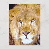Carte Postale Lion Eyes (Devant)