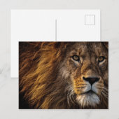 Carte Postale Lion Face Close Photo (Devant / Derrière)