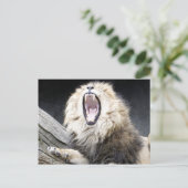 Carte Postale lion fatigué (Debout devant)