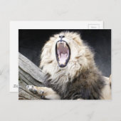 Carte Postale lion fatigué (Devant / Derrière)