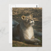Carte postale Lion femelle (Devant / Derrière)