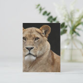 Carte Postale Lion Femme allongée (Debout devant)