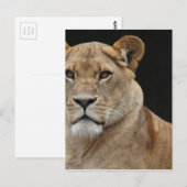 Carte Postale Lion Femme allongée (Devant / Derrière)