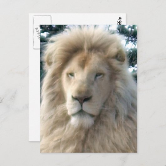 Carte postale Lion Head (Devant / Derrière)