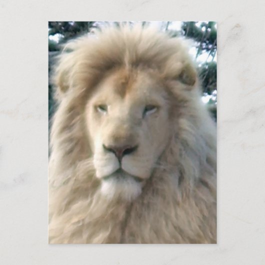 Carte postale Lion Head (Devant)