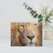 Carte postale Lion Images (Debout devant)