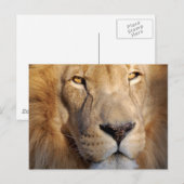 Carte postale Lion Images (Devant / Derrière)