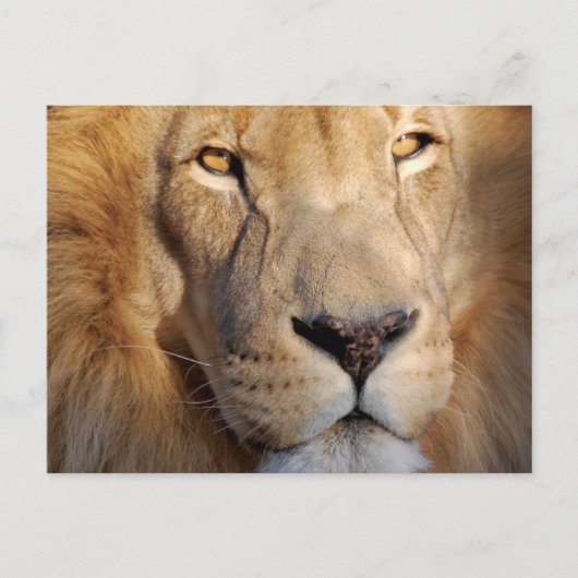Carte postale Lion Images (Devant)
