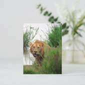 Carte Postale lion kruger (Debout devant)