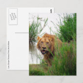 Carte Postale lion kruger (Devant / Derrière)