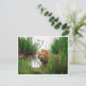 Carte Postale lion kruger (Debout devant)