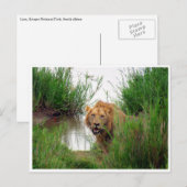 Carte Postale lion kruger (Devant / Derrière)