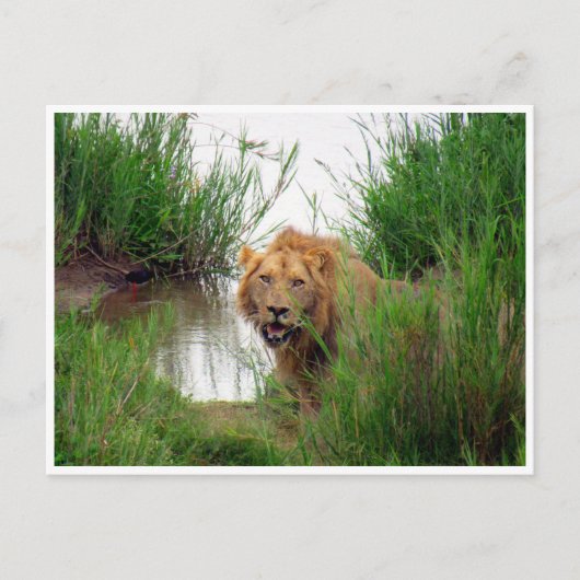 Carte Postale lion kruger (Devant)