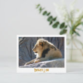 Carte Postale lion, Lion Denver (Debout devant)