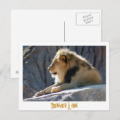 Carte Postale lion, Lion Denver (Devant / Derrière)