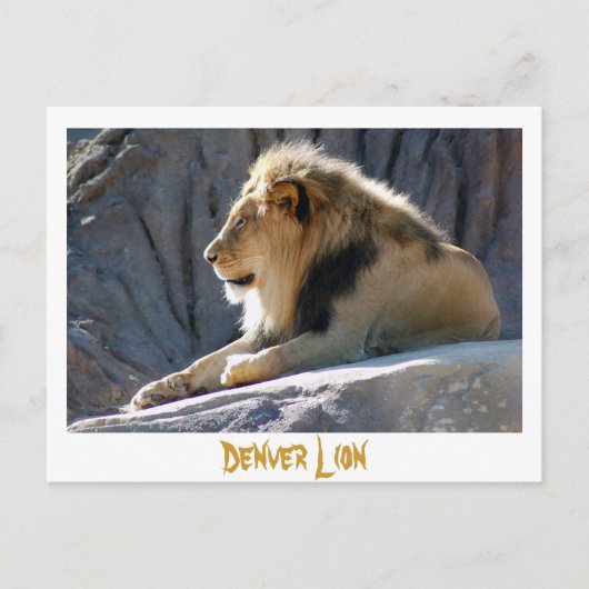 Carte Postale lion, Lion Denver (Devant)
