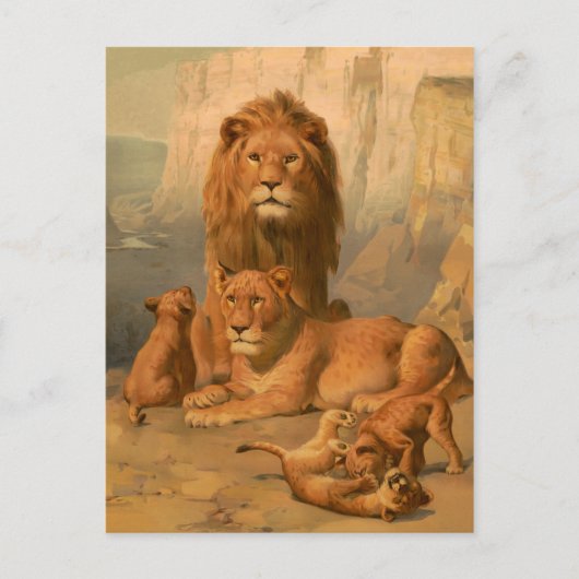 Carte Postale Lion, lionne et petits (Devant)