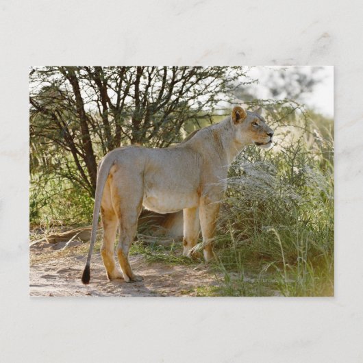 Carte Postale Lion lionne, Panthera leo, Kgalagadi (Devant)