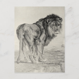 Carte Postale Lion Majestic vintage