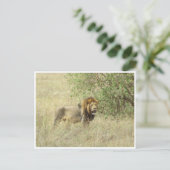 Carte Postale lion mâle (Debout devant)
