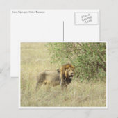 Carte Postale lion mâle (Devant / Derrière)