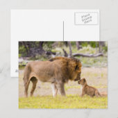 Carte Postale Lion mâle Alpha inspecte le petit (Devant / Derrière)