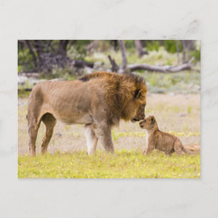 Carte Postale Lion mâle Alpha inspecte le petit