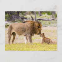 Lion mâle alpha inspecte un petit