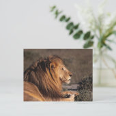 CARTE POSTALE LION MALE - PROFIL (Debout devant)