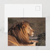 CARTE POSTALE LION MALE - PROFIL (Devant / Derrière)