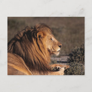 CARTE POSTALE LION MALE - PROFIL