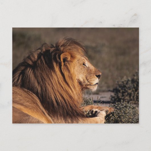 CARTE POSTALE LION MALE - PROFIL (Devant)