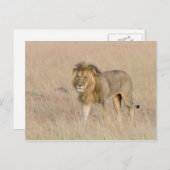 Carte Postale Lion marche (Devant / Derrière)