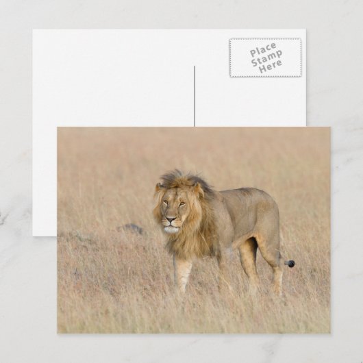 Carte Postale Lion marche (Devant / Derrière)