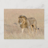 Carte Postale Lion marche (Devant)
