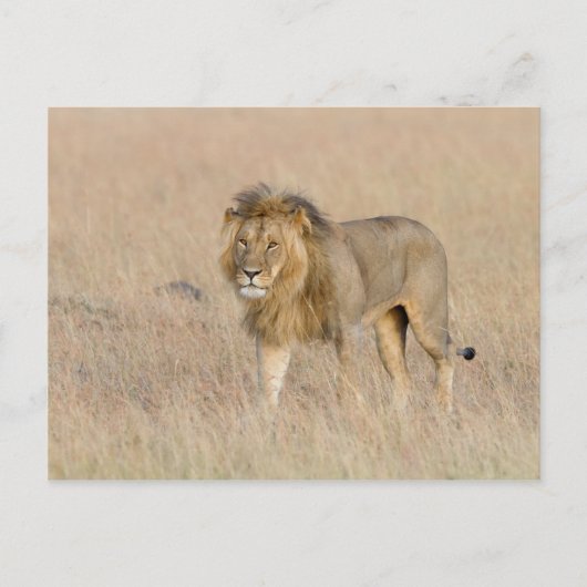 Carte Postale Lion marche (Devant)